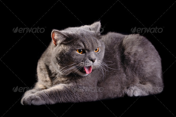 4,098 Angry Cats Stock Photos - Free & Royalty-Free Stock Photos from  Dreamstime