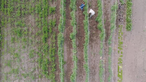 Two farmers working in field alt