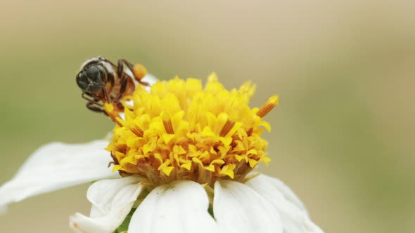 ฺฺSlow motion of Bee collecting pollen from a yellow flower. Macro shot alt