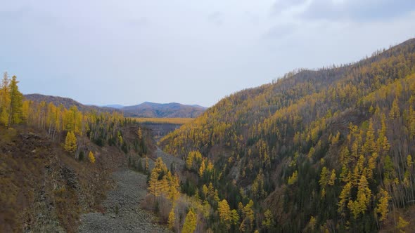 Flight Through a Mountain Gorge on the Slopes There Is a Coniferous Autumn Forest Cloudy alt