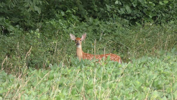 White tailed young deer feeding on the farm field