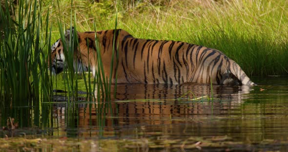Tiger Walking or Sneaking in a Water Pond in the Forest