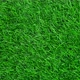 Grass Grass Grass Grass. - VideoHive Item for Sale
