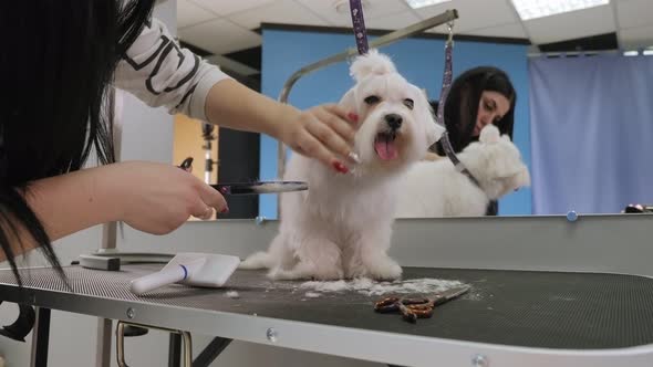 Close-up Doctor Veterinary Clinic Cuts Scissors Bichon Bolognese. Vet Clinic. alt