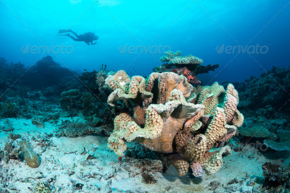 Cup coral reef - Stock Photo - Images