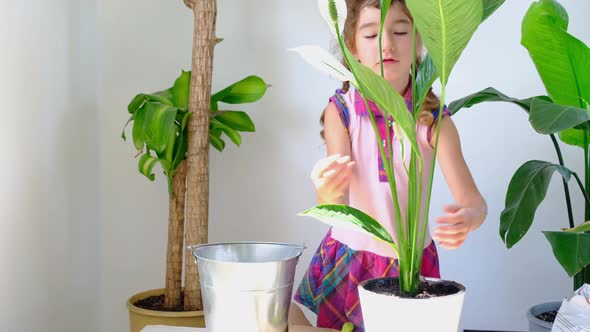 Girl transplants a potted houseplant into a new soil with drainage. Spathiphyllum sensation, potted alt