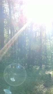 Vertical Video of the Forest By Day alt