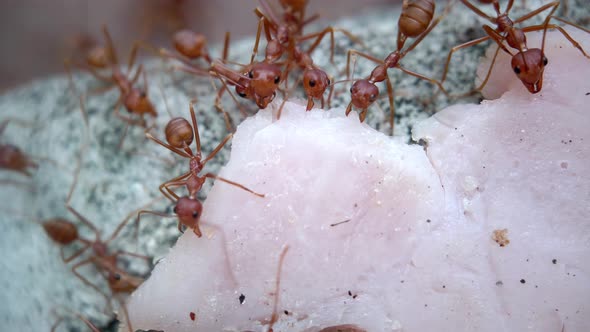 A Colony of Ants Carry a Piece of Ham Up the Fence Along the Wall to the Anthill Scurry Move Around alt