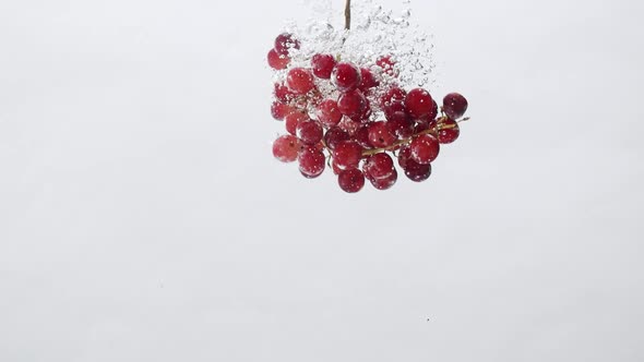 Ripe Rose Grapes with Water in Aquarium on a White Background Design Concept alt