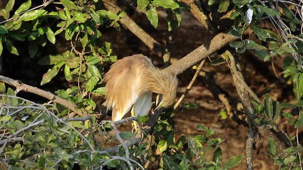Squacco Heron Preening In A Tree alt