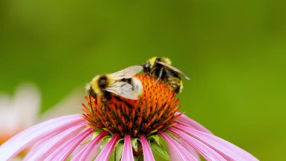 A bee sits on an echinacea flower and washes. Pollination of a flower close-up.