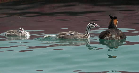 Great crested grebe with juveniles, (Podiceps cristatus), lake of Annecy, France alt