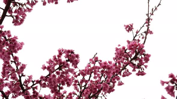 Cherry Blossom Background alt