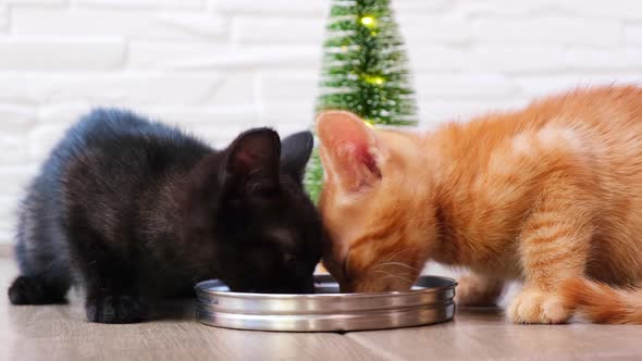 A small redhead hungry tabby kitten and a small black kitten eat from a bowl with a Christmas tree
