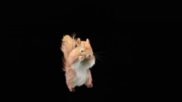 71 Squirrel Dancing HD alt