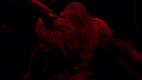 The sloth moves slowly on a tree in an enclosed room illuminated by a red light.