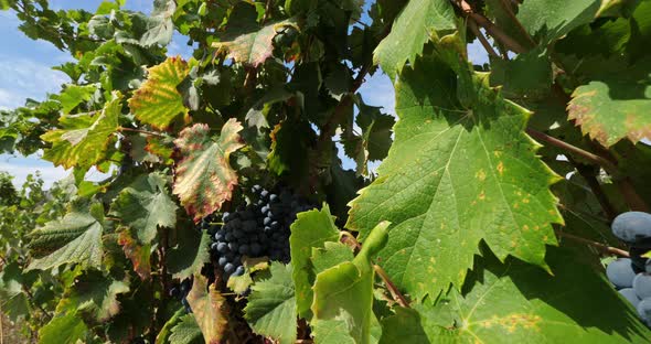 vineyards, Pic saint Loup, Claret, Occitanie, France alt