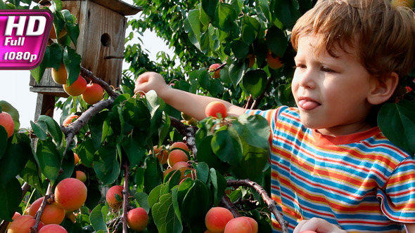 Delicious Apricots alt