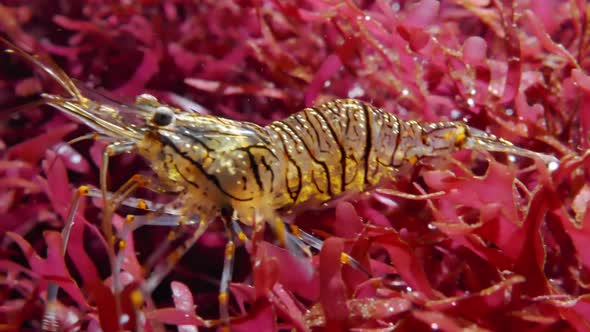 Palaemon Elegans (rockpool Shrimp) Underwater alt