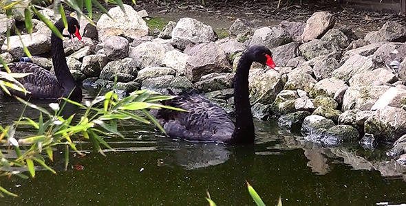 Black Swans 2