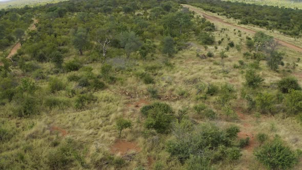 Aerial View of Antelopes in the savana Balule Reserve, Maruleng NU South Africa. alt