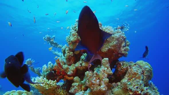 Tropical Underwater Reef alt