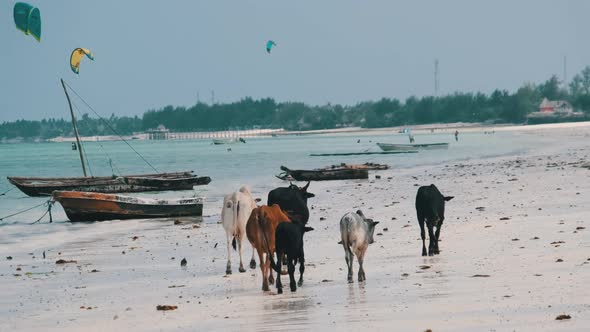 Herd of African Humpback Cows Walks on Sandy Tropical Beach By Ocean Zanzibar alt
