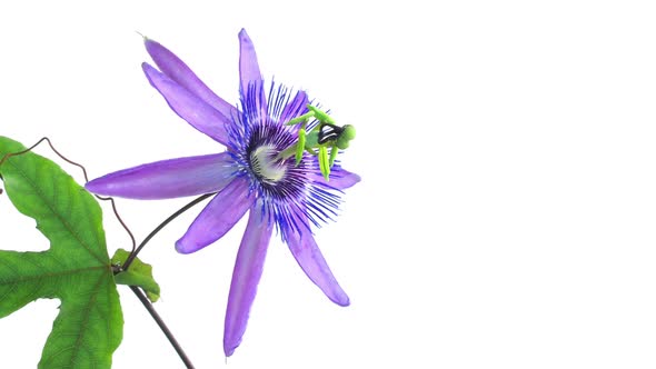 Timelapse of Passion Flower on White, Slow alt