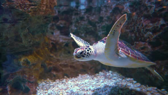 Green sea turtle Chelonia mydas, also known as the green turtle alt