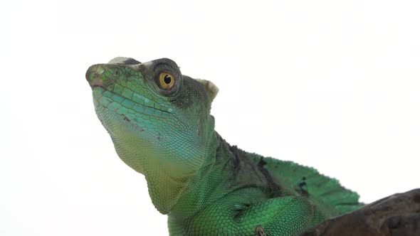 Green Basilisks or Basiliscus Basiliscus on White Background alt