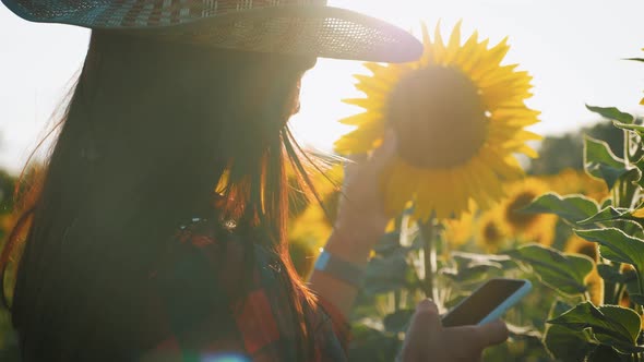 Farmer Girl Working with Tablet in Sunflower Field Inspects Blooming Sunflowers, Plans To Harvest alt