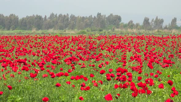 Crowded Dense Red Poppy Flowers Floriculture Field alt
