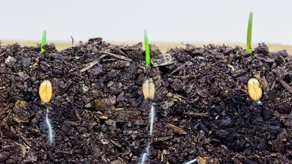 Wheat Sprouting Timelapse alt