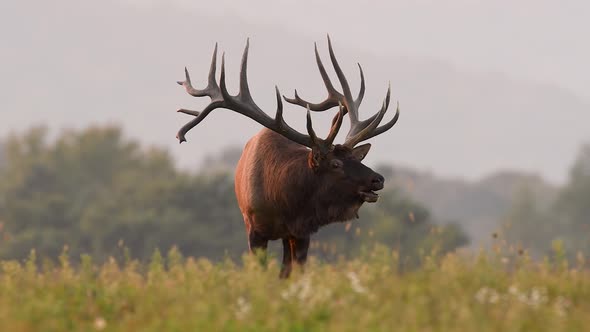 Large Bull Elk Bugling