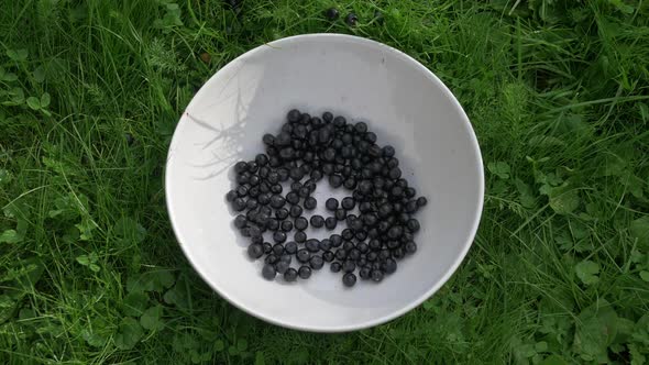 Blueberries alt