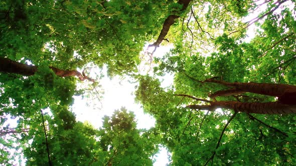 Magical Summer Forest with Warm Sunbeams