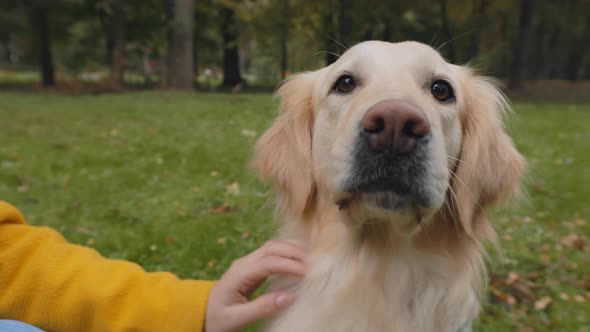 Close Up of Woman's Hand Cuddling Golden French Retriever alt