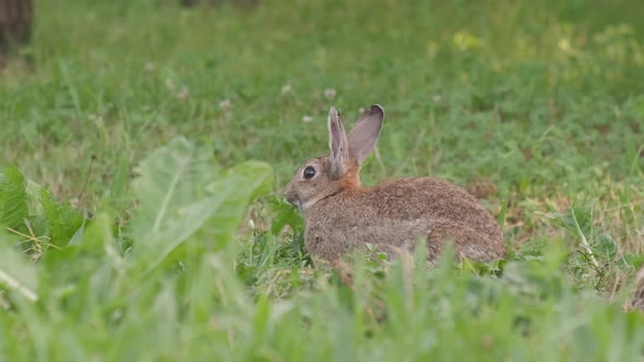 Oryctolagus cuniculus Wild European Rabbit eating grass in nature, bunny in green meadow alt