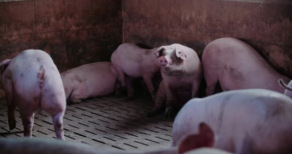 Pigs at Livestock Farm Pork Production Piglet Breeding alt