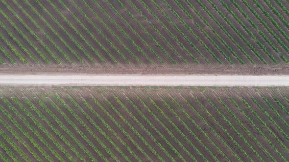 Lines from Above alt