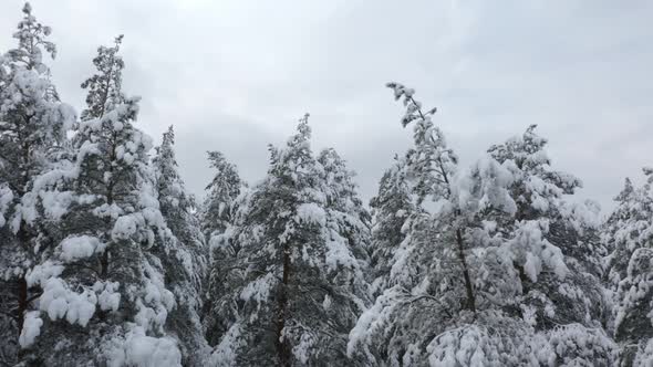 Aerial View of Winter Forest Covered in Snow. Drone Photography - Panoramic Image alt