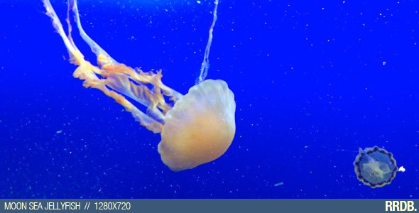 Moon Sea Jellyfish