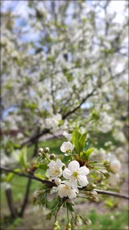 White Blooming Cherry Flowers and Buds on Branch with Green Leaves Closeup alt