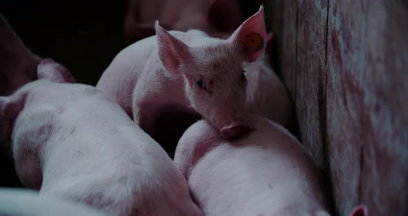 Pigs at Livestock Farm Pork Production Piglet Breeding alt