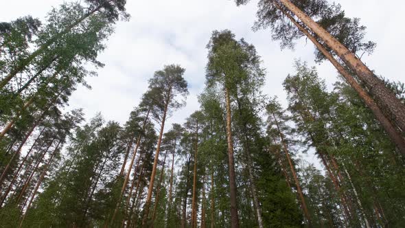 Time lapse of tall trees in a coniferous forest. Rotation to left. alt
