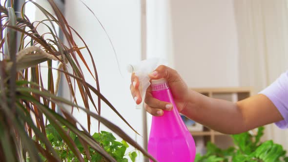 Hand Spraying Houseplant with Water at Home alt