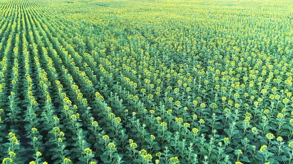 Agriculture  Aerial View Drone Video of Sunflower Field