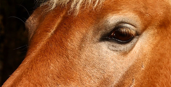 Eyes of Horse 1