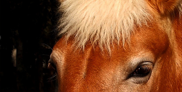 Eyes of Horse 2