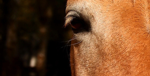 Eyes of Horse 3